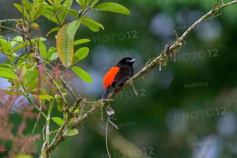 Fire-backed tanager
