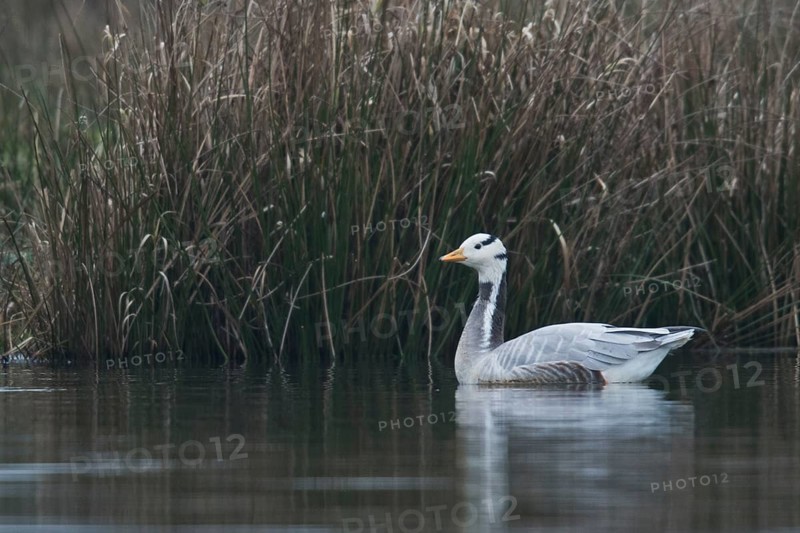 Bar-headed goose