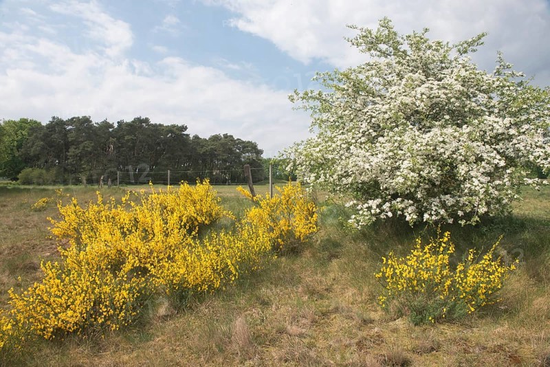 Common broom