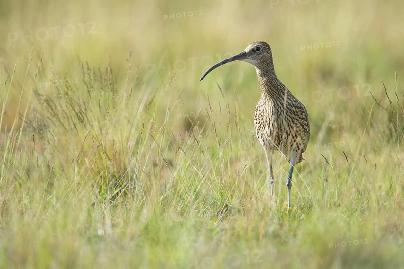 Curlew