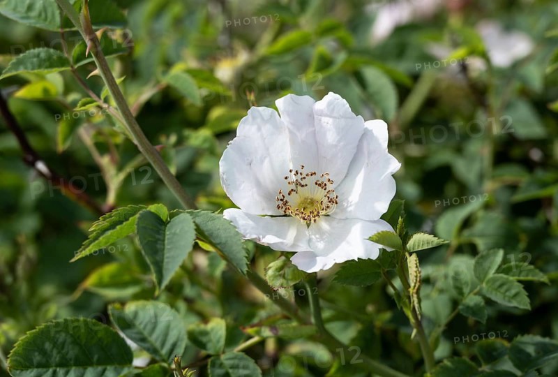 White flower