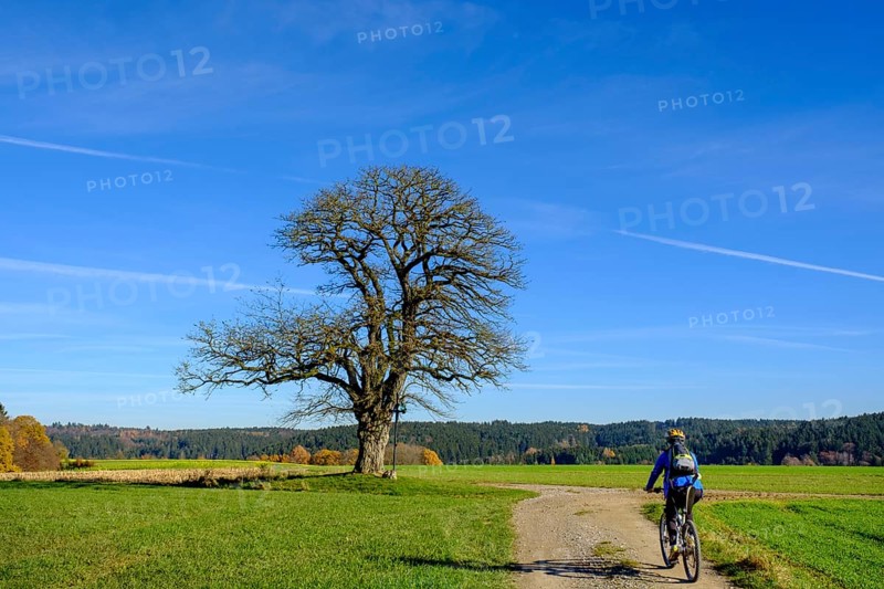 Cyclist against tree with cross near Doepshofen