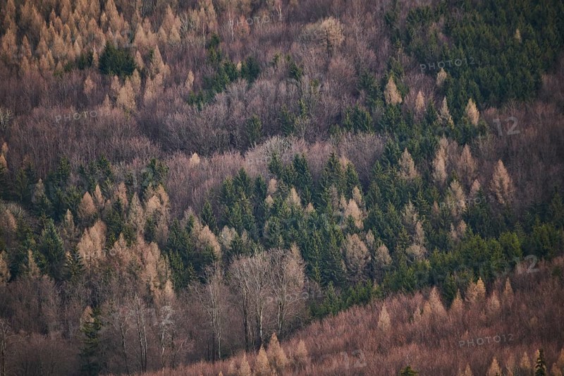 Common beech