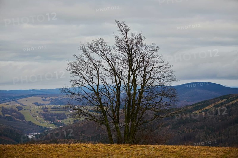 Common hornbeam