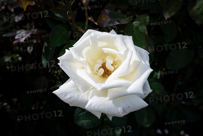 White shrub rose