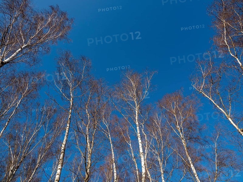 Warty birch