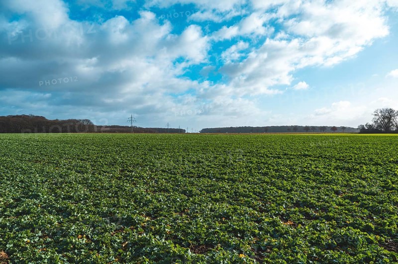 Field with winter rape
