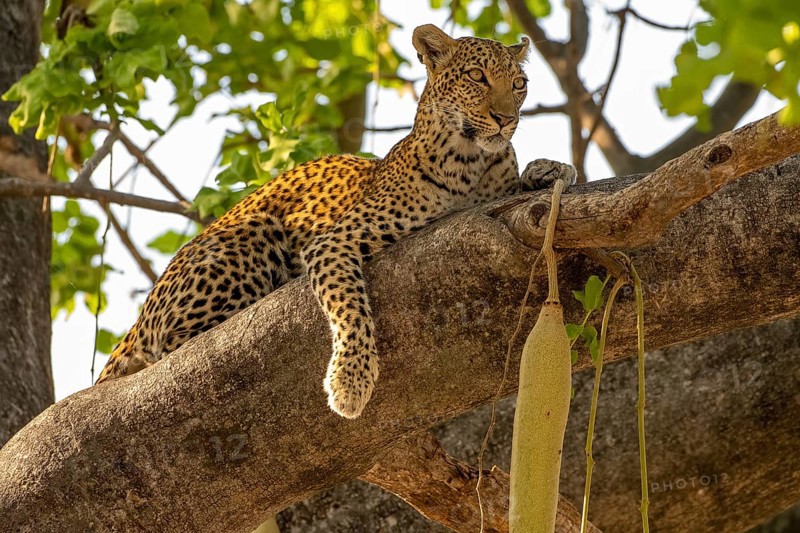 African leopard