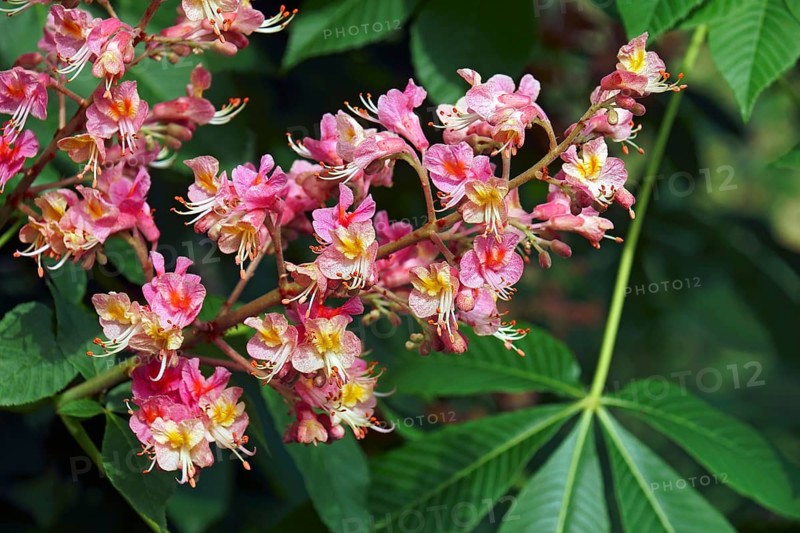 Fort McNair red horse chestnut