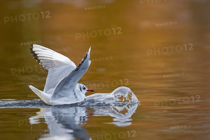 A black-headed gull making a belly landing