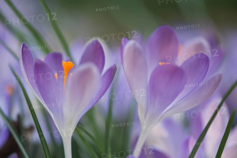 Early Crocus