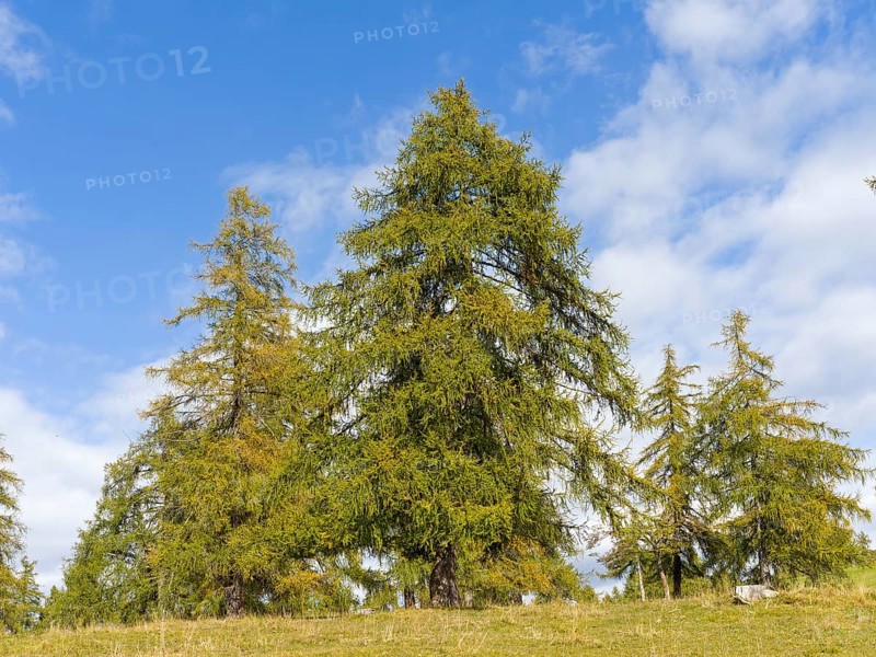 Larch meadows on the Salten