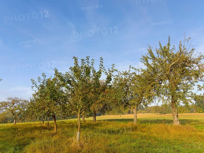 Apple trees in a row