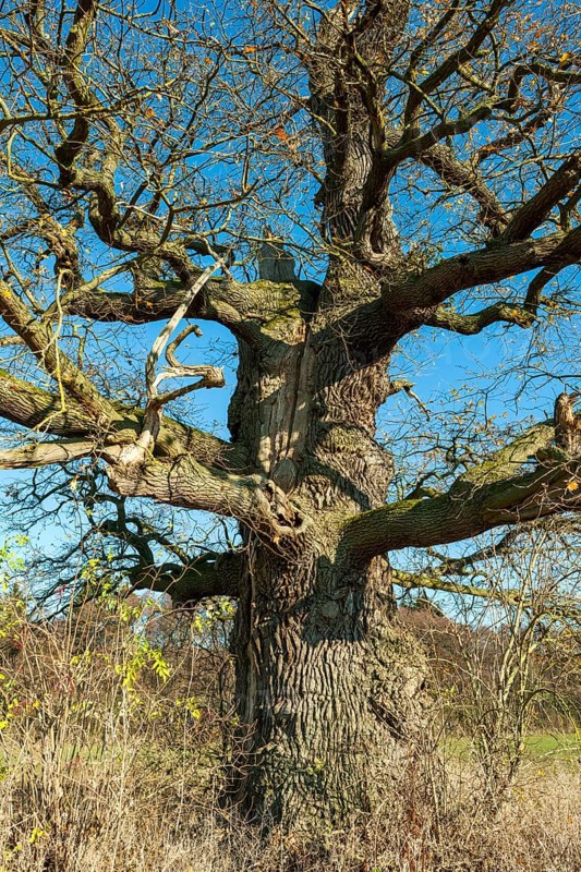 Ancient english oak