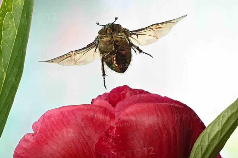 Rose chafer