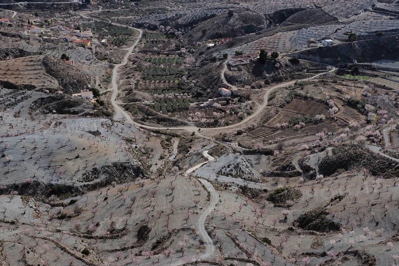 Top view of an almond plantation with roads