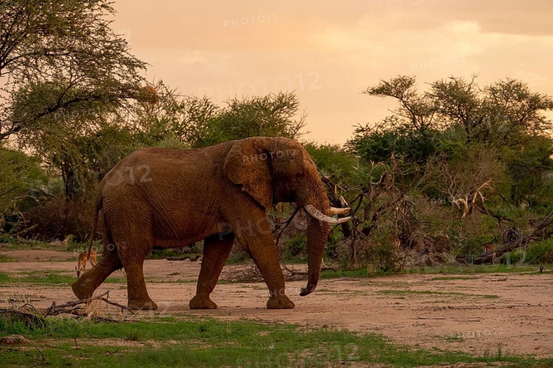 African elephant