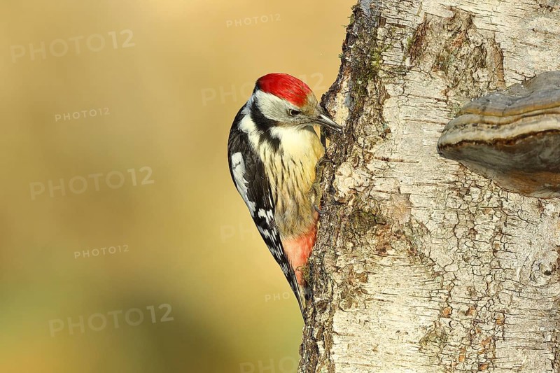 Middle spotted woodpecker