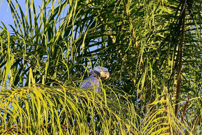 Hyacinth macaw