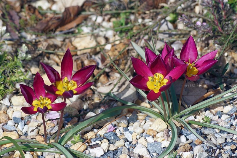 Miniature tulip