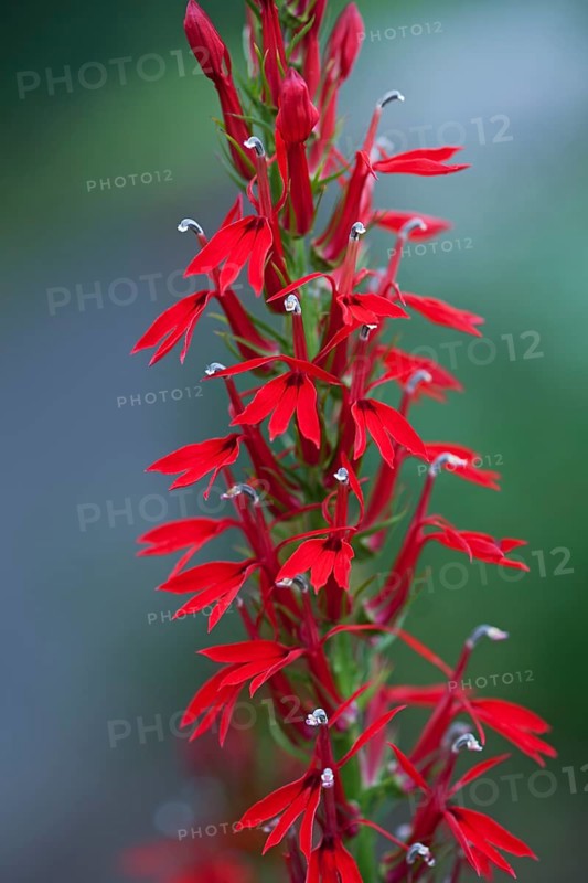 Cardinal flower