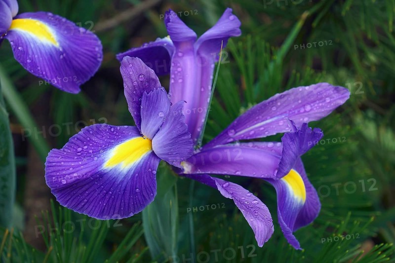 Dutch iris