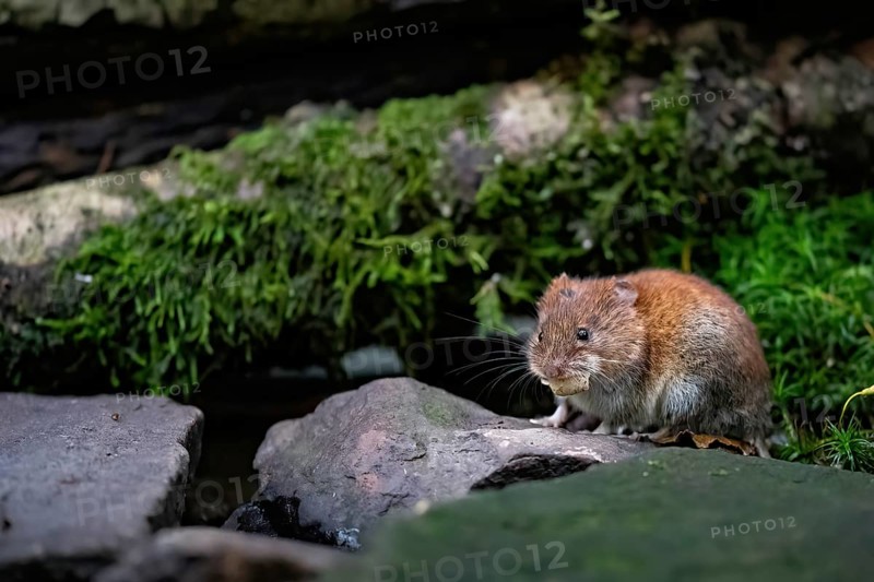 A bank vole