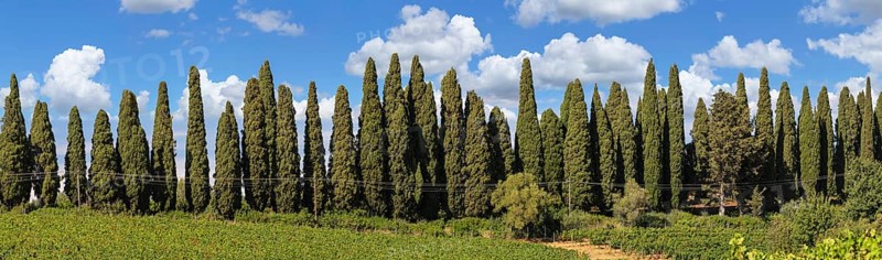 Viale dei Cipressi