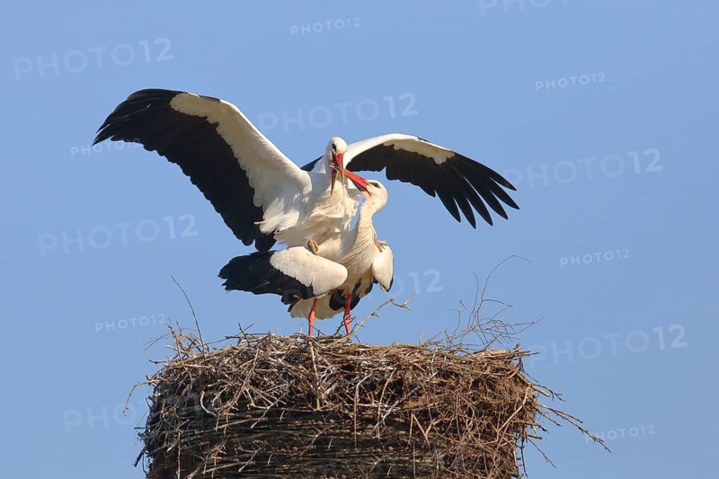 White stork