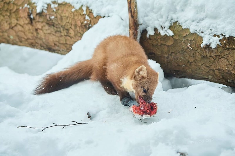 European pine marten
