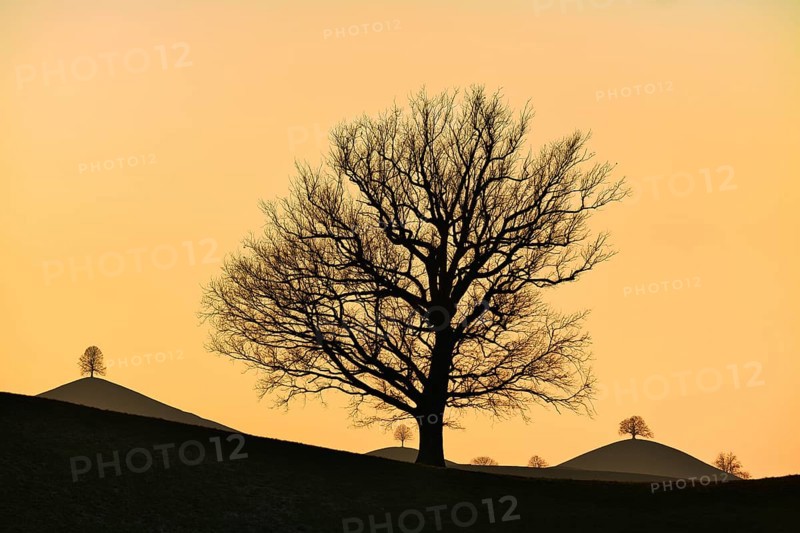 Solitary tree