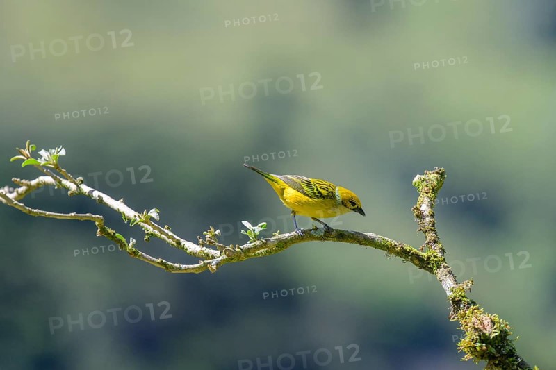 Silver-throated tanager