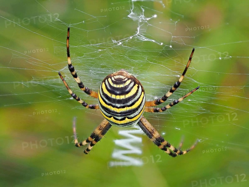 Wasp spider