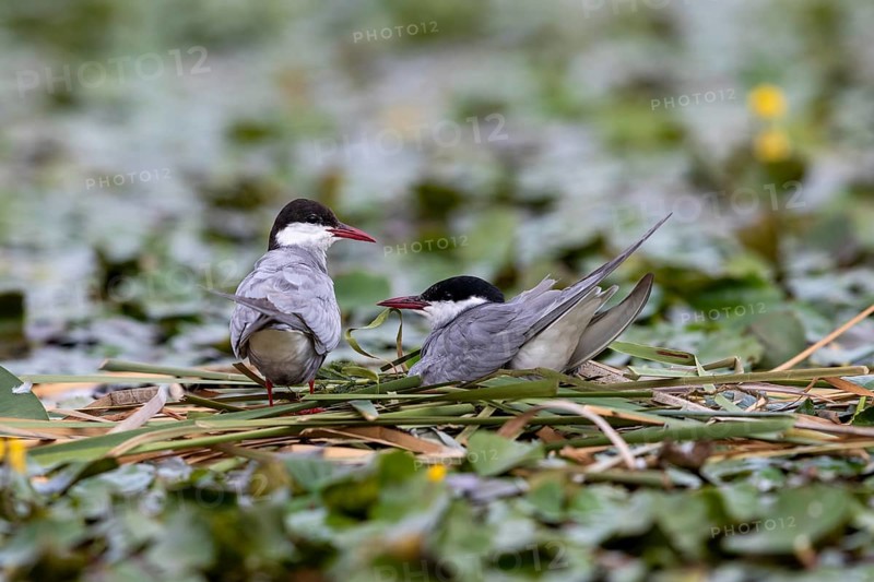 Two White-bearded Terns