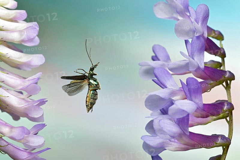 Thick-legged flower beetle