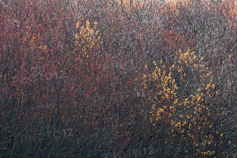 Bog myrtle