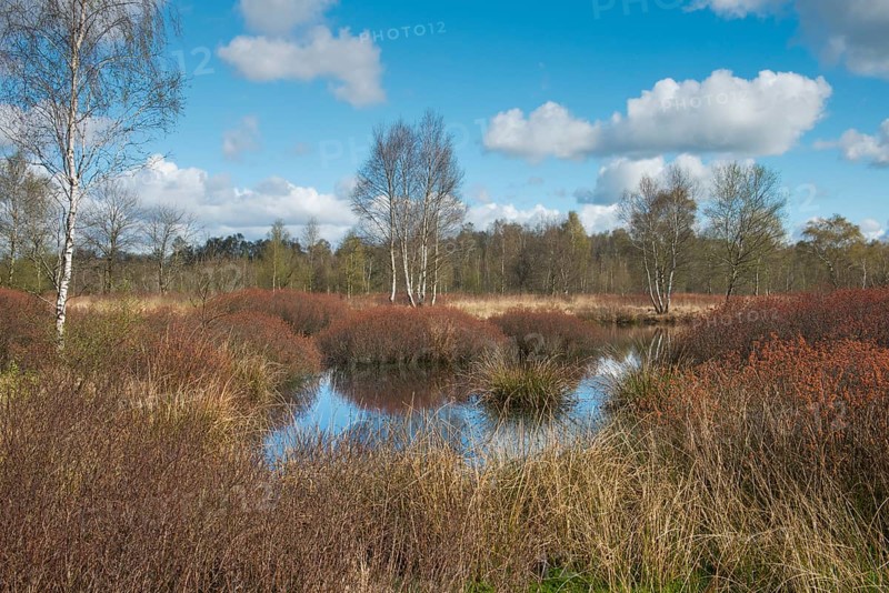 Bog myrtle