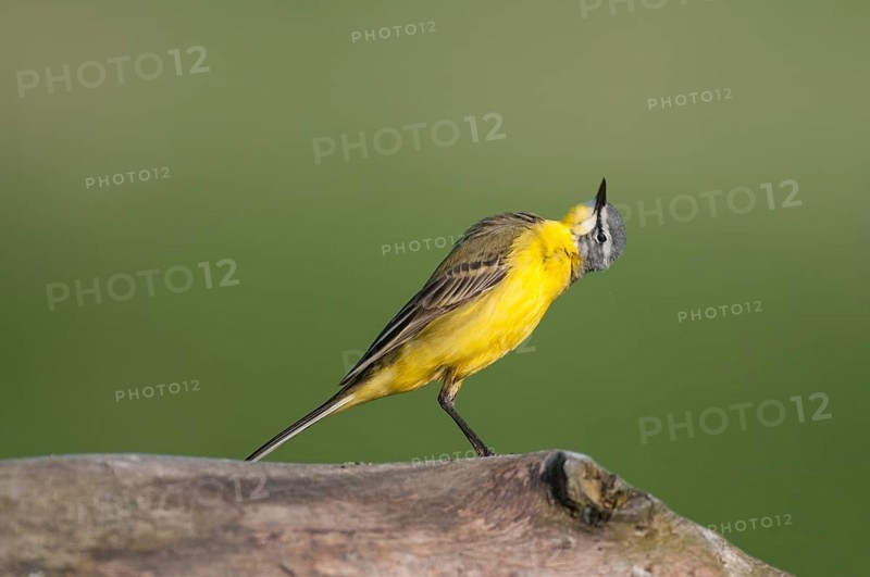 Western yellow wagtail