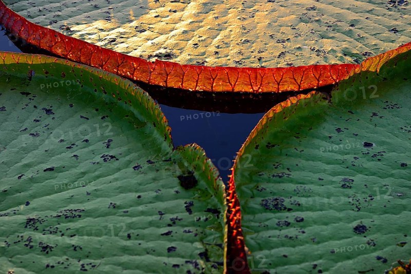Leaves of the amazon water lily