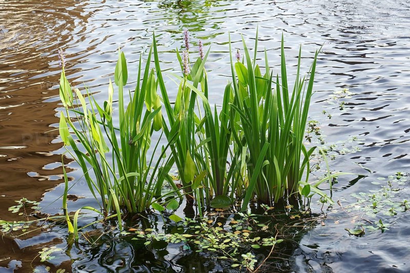 Pickerelweed