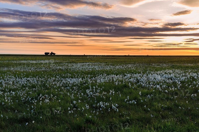 Common cottongrass