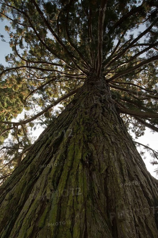 Giant sequoia