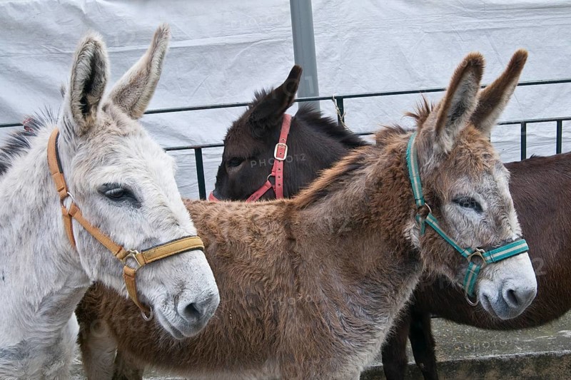 Donkey