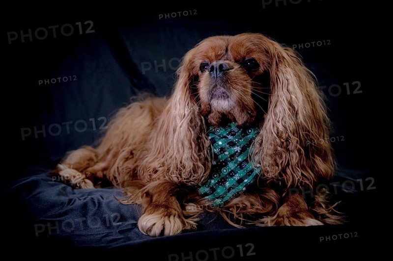 Portrait of a dog