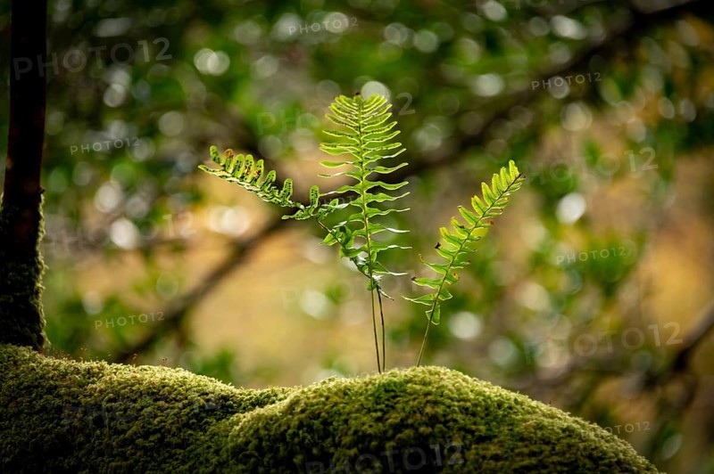 Fern on moss-covered branch