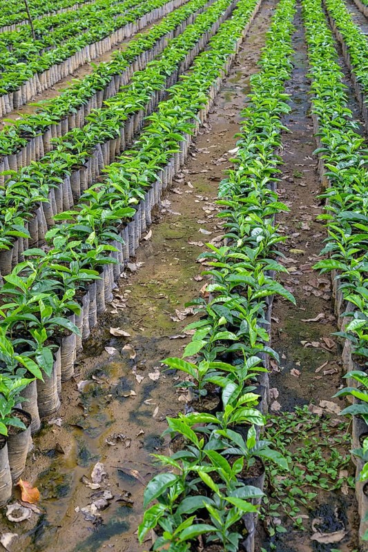 Seedlings for coffee cultivation
