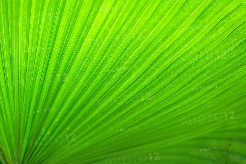 Detail of a palm leaf