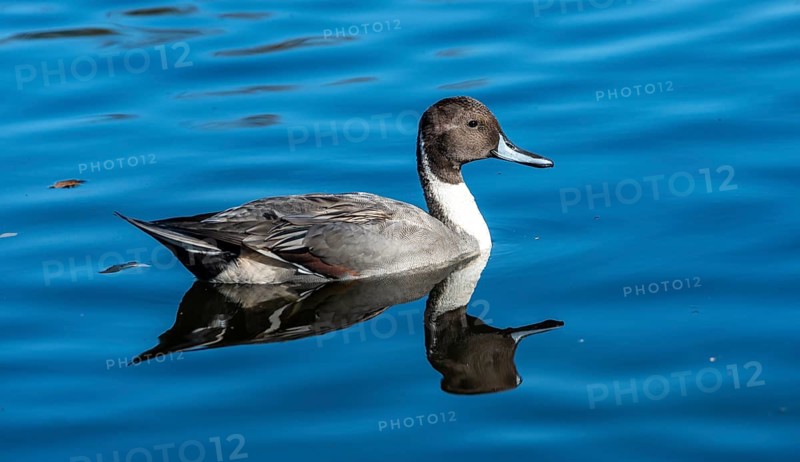 Pintail