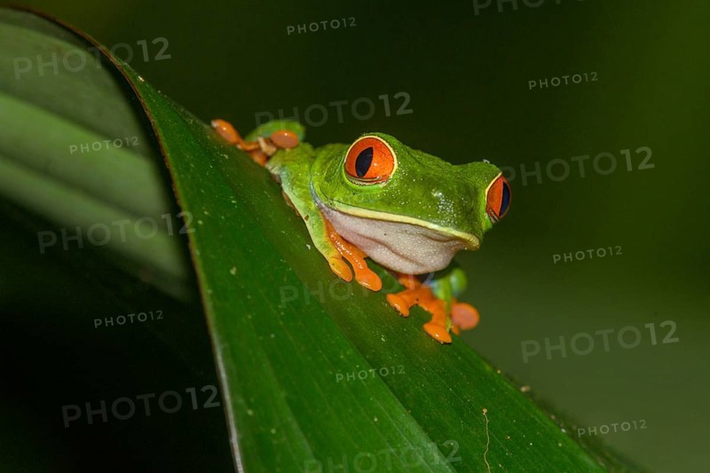Red-eyed tree frog