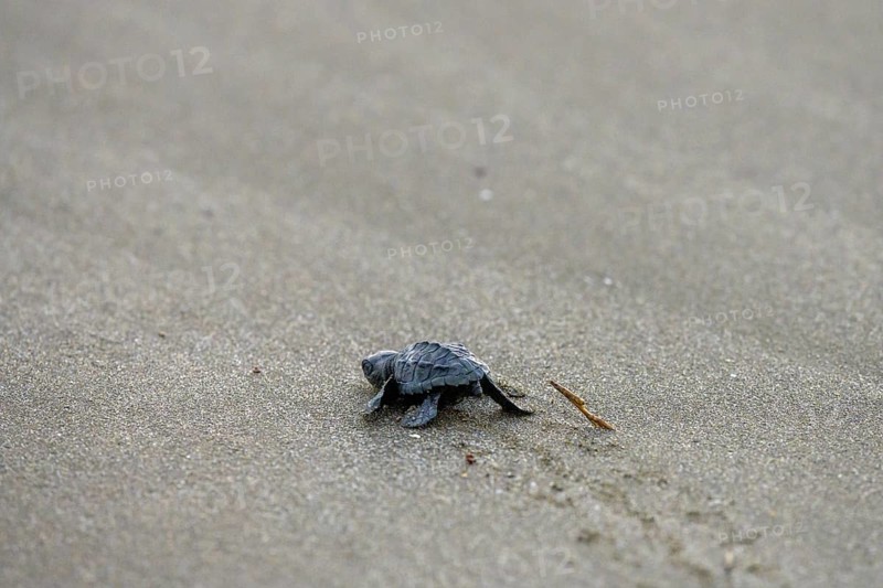 Newly hatched olive ridley sea turtle